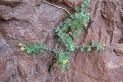 Perityle tenella