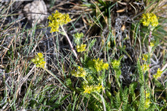 Ivesia campestris