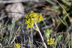 Ivesia campestris