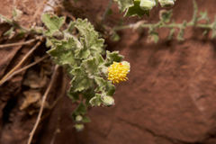 Perityle tenella