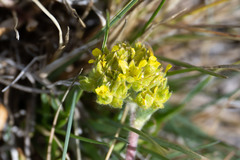 Ivesia campestris