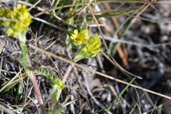 Ivesia campestris