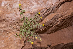 Perityle tenella