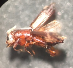 Euplatypus parallelus