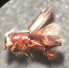 Euplatypus parallelus