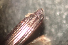 Euplatypus parallelus