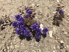 Veronica paysonii