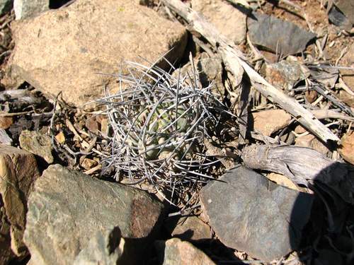 Eriosyce paucicostata