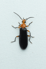 Neopyrochroa