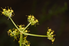 Cymopterus petraeus