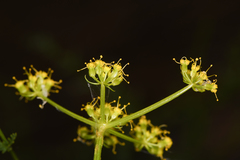 Cymopterus petraeus