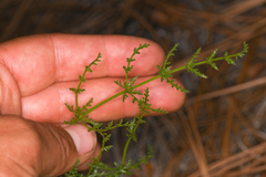 Cymopterus petraeus