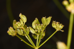 Cymopterus petraeus