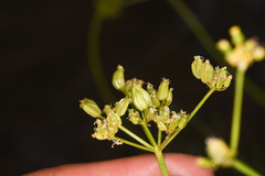 Cymopterus petraeus