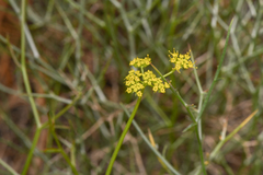 Cymopterus petraeus