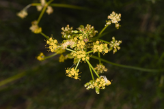 Cymopterus petraeus