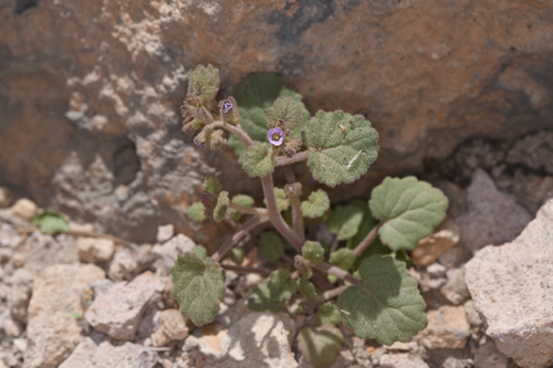 Handsome phacelia (Phacelia peirsoniana)