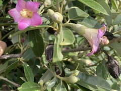 Lagunaria