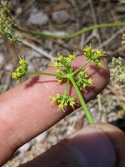Cymopterus petraeus