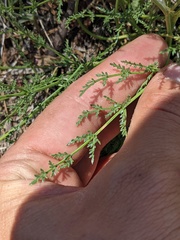Cymopterus petraeus