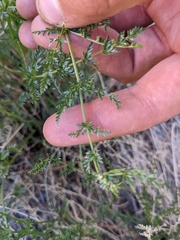 Cymopterus petraeus