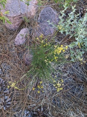 Cymopterus petraeus