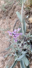 Penstemon pachyphyllus congestus