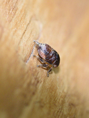 Penthimia americana