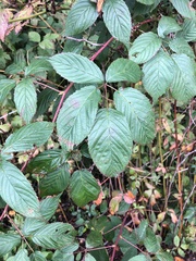 Rubus