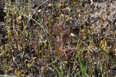 Orthocarpus barbatus