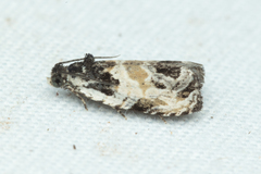 Olethreutes griseoalbana