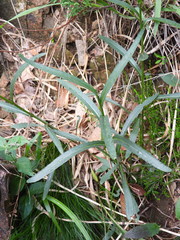 Leucanthemum heterophyllum