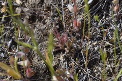 Orthocarpus barbatus