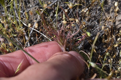 Orthocarpus barbatus