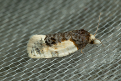 Henricus edwardsiana