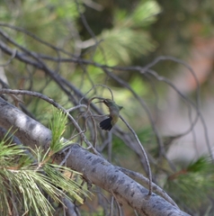 Lampornis clemenciae