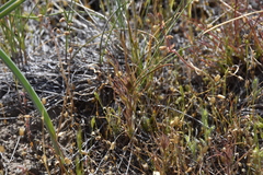 Orthocarpus barbatus