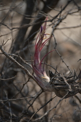 Tillandsia circinnatioides
