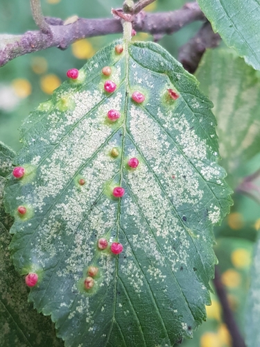 Alder Leaf Gall Mite