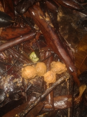 Melicoccus oliviformis