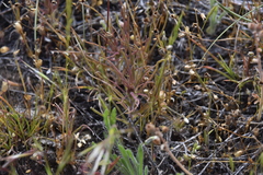 Orthocarpus barbatus