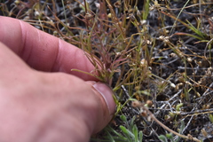 Orthocarpus barbatus