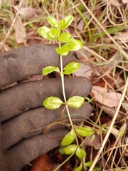 Epilobium chionanthum