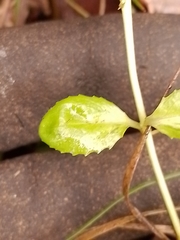 Epilobium chionanthum