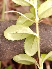 Epilobium chionanthum