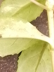 Epilobium chionanthum