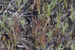 Orthocarpus barbatus