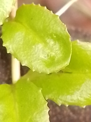 Epilobium chionanthum