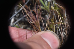 Orthocarpus barbatus