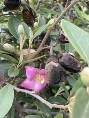 Lagunaria
